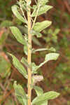 Downy ragged goldenrod